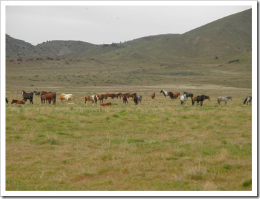 Mustang Adventure 5-6-11 048