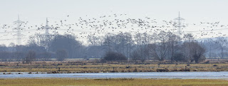 Wildlifefotografie Naturfotografie Dümmer See Ochsenmoor