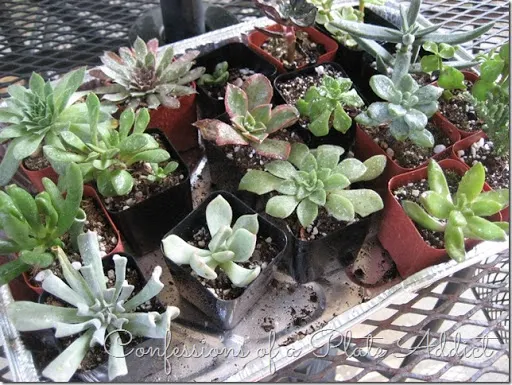 CONFESSIONS OF A PLATE ADDICT Fixer Upper Inspired Farmhouse Centerpiece succulents CONFESSIONS OF A PLATE ADDICT Fixer Upper Inspired Farmhouse Centerpiece succulents