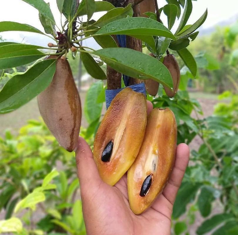 tanaman sawo mentimun bibit super unggul cepat mudah cepat berbuah bisa dalampot Gorontalo