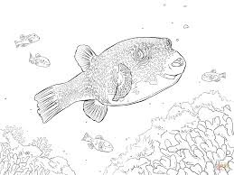 Best Image Pufferfish Coloring Pages