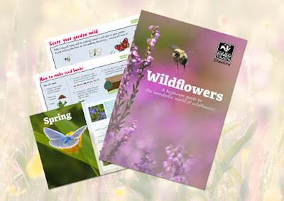 Wildflower guide from Cheshire Wildlife Trust