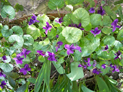 Violette narcisi fiori di ciliegio giapponese. Quindi ikebana