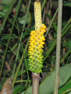 Amorphophallus sp.