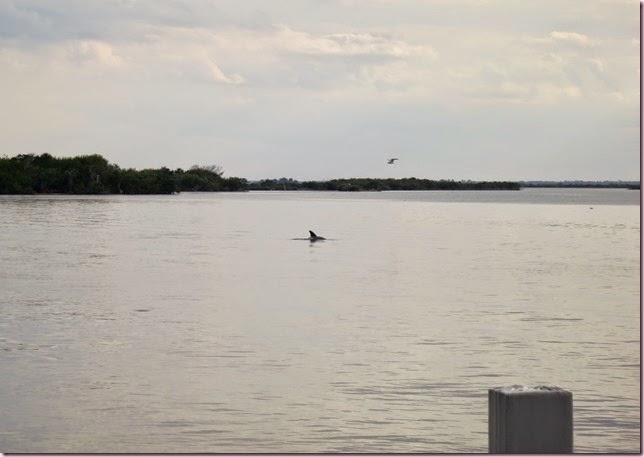 dolphinIMG_1081