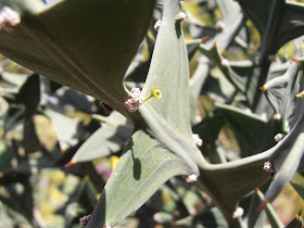 PLANTA ANCLA: Colletia paradoxa