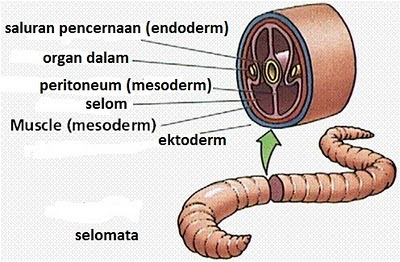 Lapisan Penyusun Tubuh Annelida