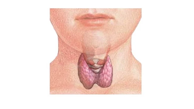 Thyroïde symptômes chez la femme