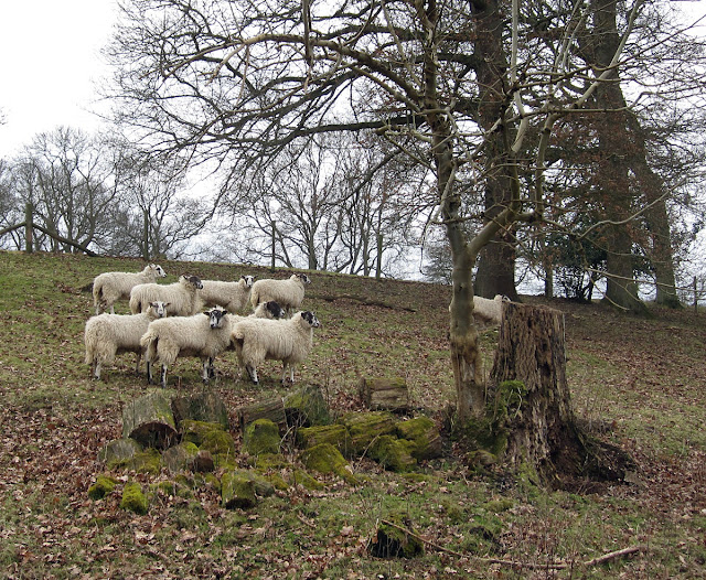 Sheep in the fields near Knockholt, 18 February 2012.