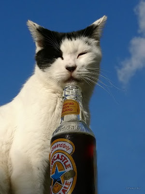 cat drink beer