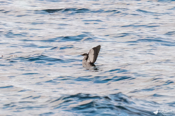 Black guillemot