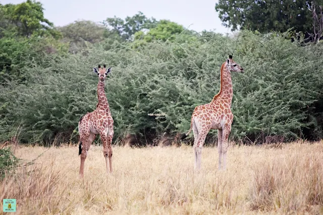 Jirafas en la Reserva de Moremi de Botswana