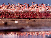 Flamingo Birds Wallpapers, Pink Birds Wallpapers (flamingo wallpapers)