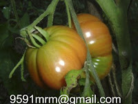 tomates