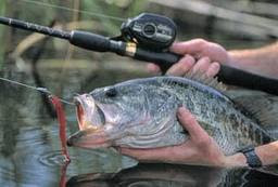 BASS FISHING FACTS AND MORE