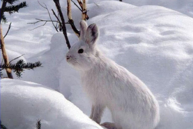 Snowshoe Hare Photo