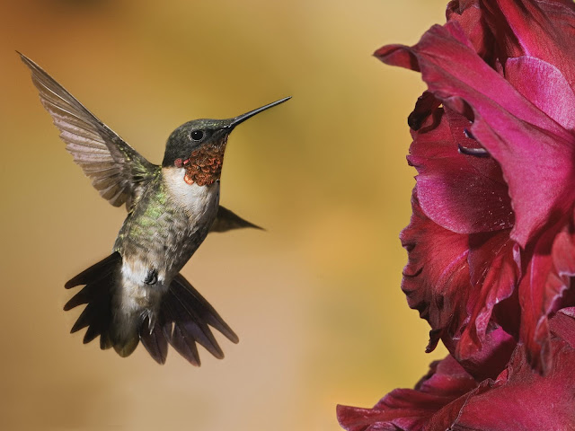 Amazing Male Ruby-Troated Hummingbird