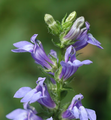 Lobelia siphilitica blossoms