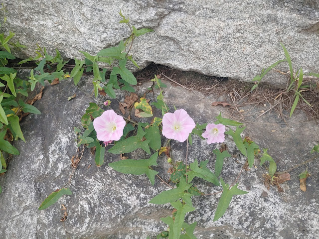 한강공원 천호,광나루지구 올림픽대교 한강변 산책로