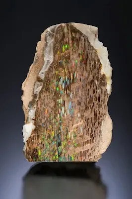 Conk Opal - The Wood That Turned to Gemstone