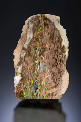Conk Opal: The Wood That Turned to Gemstone