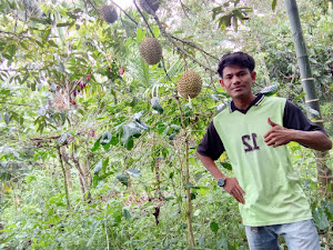 Panen Melimpah, Petani Durian di Kekuyang Meningkat