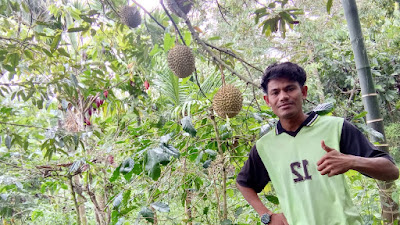 Panen Melimpah, Petani Durian di Kekuyang Meningkat