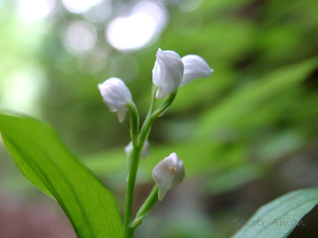 Cephalanthera erecta