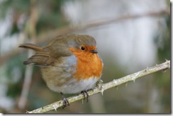 Robin