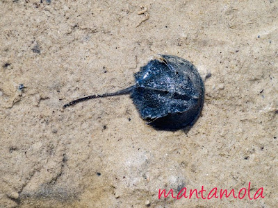 horseshoe crab blood. Horseshoe crab is having blue