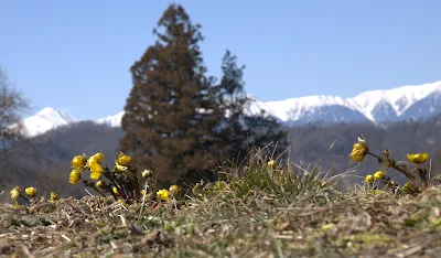 2021年2月28日撮影の福寿草