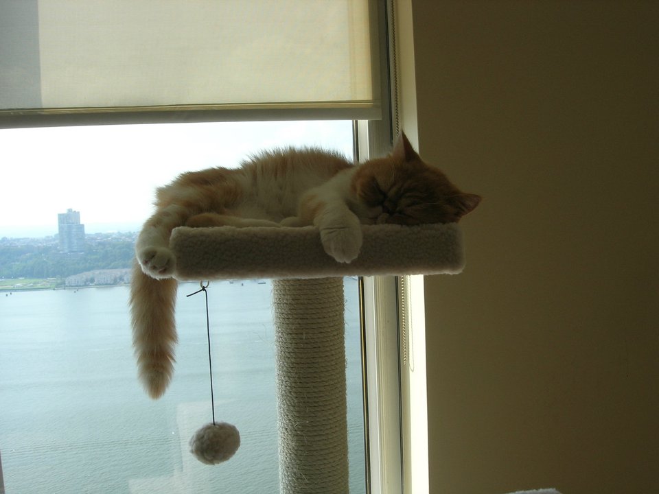 cat tree furniture