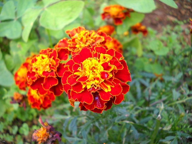 DSCN0123_2