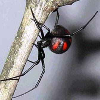 Latrodectus mactans y Latrodectus curacaviensis viuda negra argentina arañas venenosas