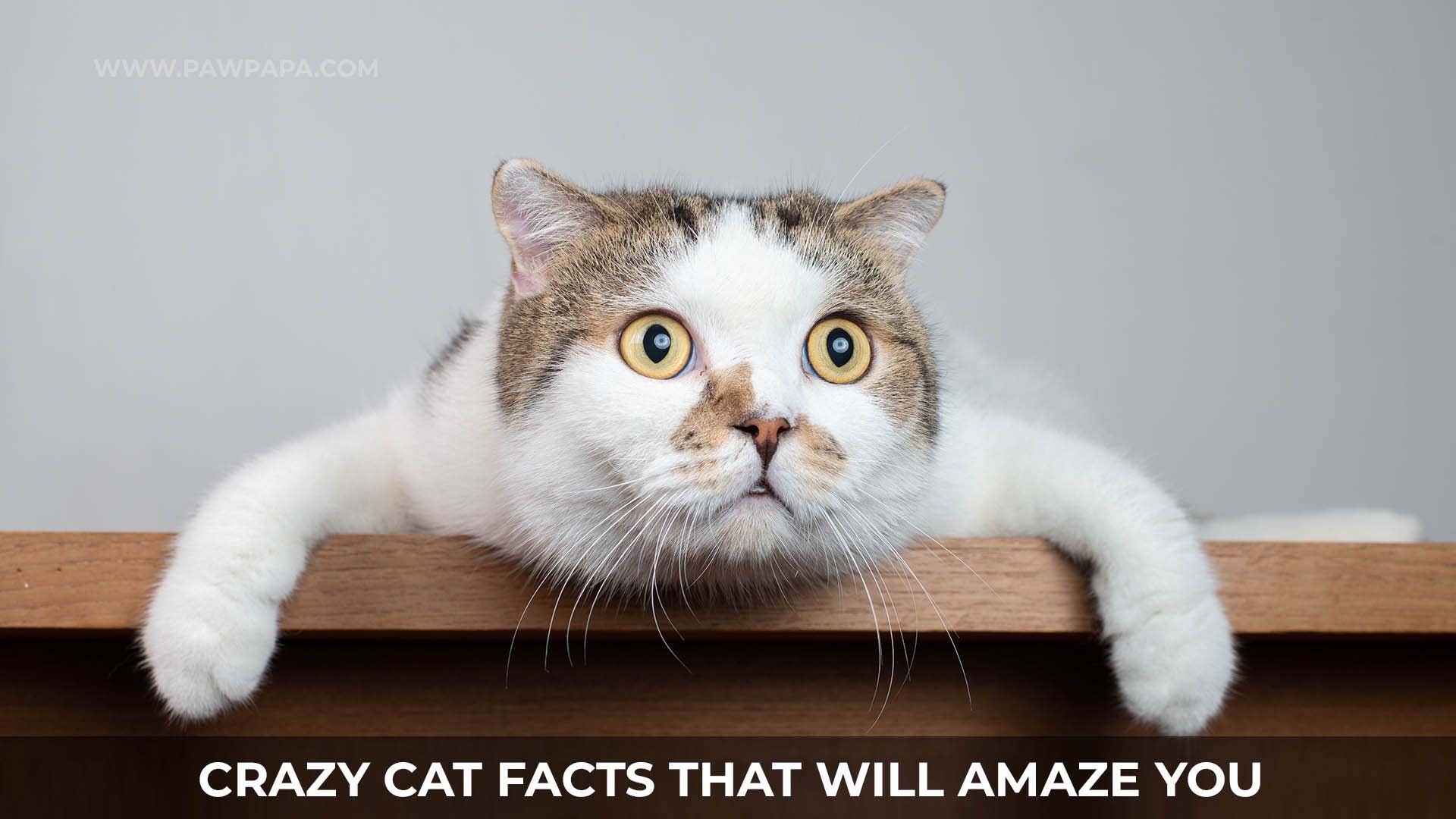 Crazy Cat Facts