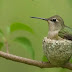 What Does a Hummingbird Nest Really Look Like? [With Photos]