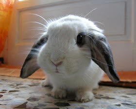 cute little bunny