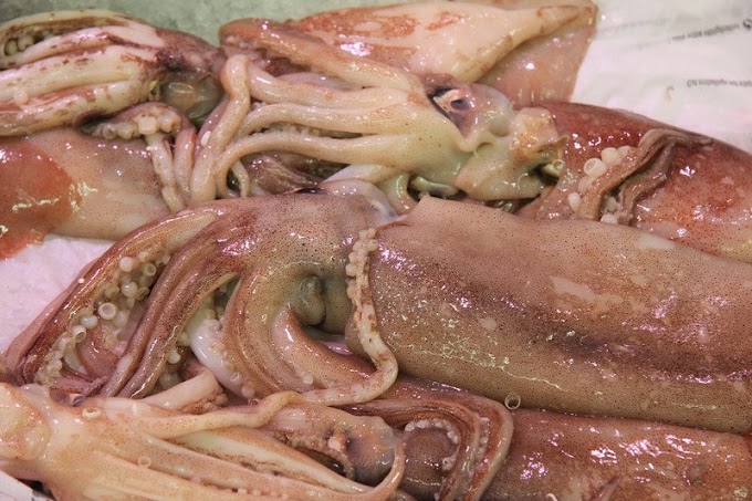 Ministero della Salute: calamari al cadmio, scatta il richiamo per rischio chimico