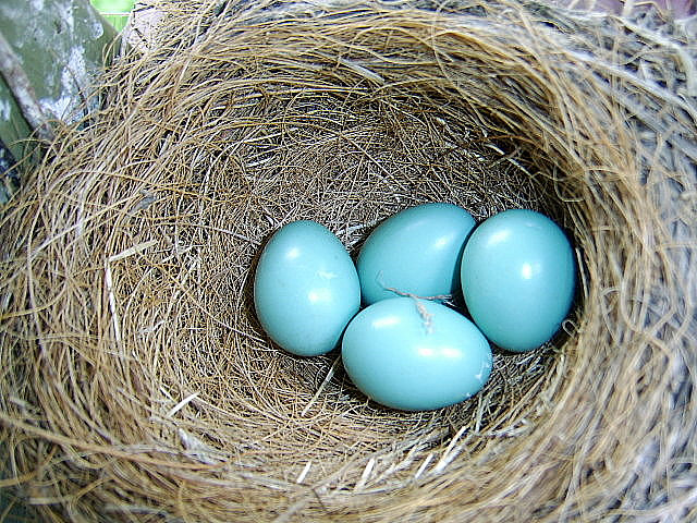 Robin Birds Nest