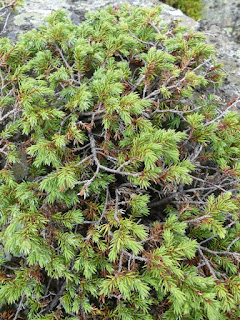 Genévrier commun - Genièvre - Juniperus communis