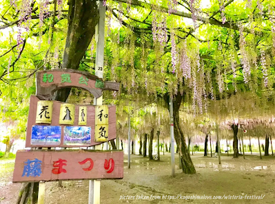 Wake Park Wisteria Festival in Kagoshima