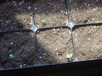 seedlings