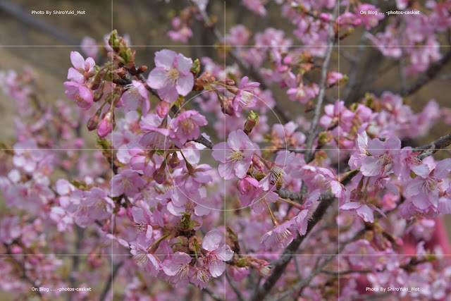 花　桜　河津桜　Younger Than Springtime　Art Famer　