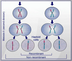  Kebanyakan sel bereproduksi untuk membentuk salinan identik Nih Tahapan Pembelahan Sel secara Meiosis