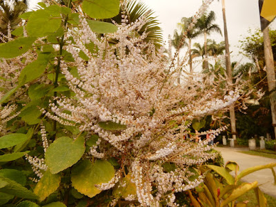 麝香木的花序