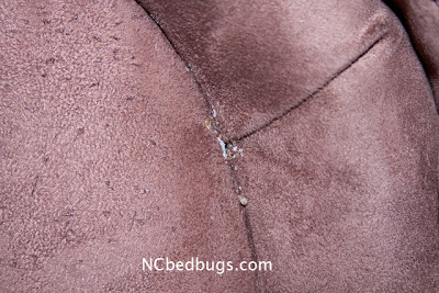 Eggs â€“ How to recognize and identify bed bugs in your infestation (4 ...