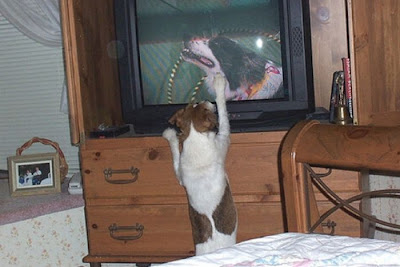 Pets watching TV Seen On www.coolpicturegallery.us