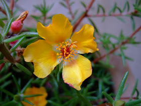 Moss Roses flower pictures