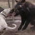 Ιταλία: Διοργάνωναν μάχες μεταξύ σκύλων και… αγριογούρουνων!!!!