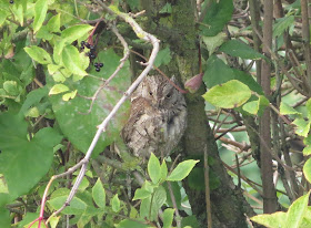 Scops Owl - Ryhope, Durham